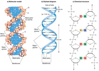 Molecular, stylized, and chemical structure of DNA double helix