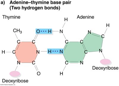 Adenine-thymine base pair with two hydrogen bonds