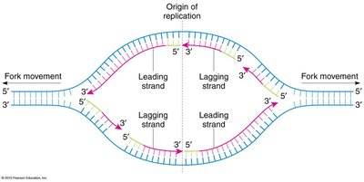 Replication bubble showing leading and lagging strand synthesis