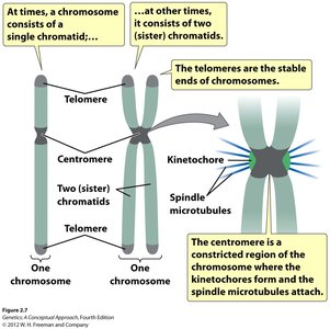 Diagram of chromosomes showing telomeres, centromeres, and chromatids
