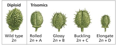 Phenotypic effects of trisomy in jimson weed