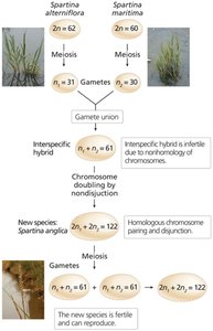 Production of a new allopolyploid species