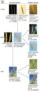 Evolution of modern wheat by polyploidy
