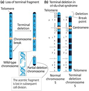 Terminal deletion and cri-du-chat syndrome