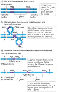 Unequal crossover and Williams-Beuren syndrome