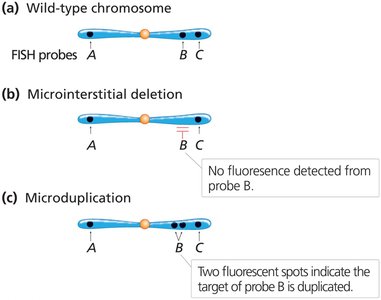 Detection of chromosome microdeletion and microduplication by FISH