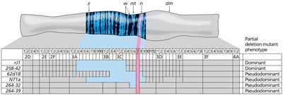 Deletion mapping of the Drosophila Notch gene