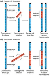 Paracentric and pericentric chromosome inversion