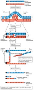 Consequences of crossover in paracentric inversion heterozygotes