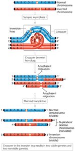 Consequences of crossover in pericentric inversion heterozygotes