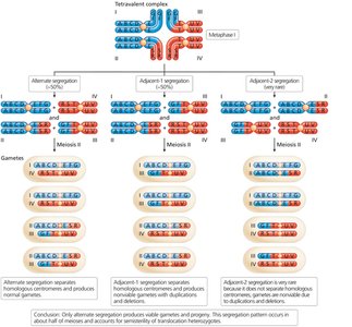 Tetravalent synaptic structure and segregation in reciprocal balanced translocation heterozygotes