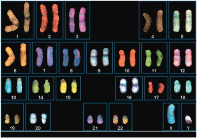 Human karyotype