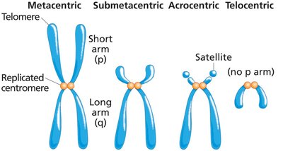 Types of chromosome shapes based on centromere position