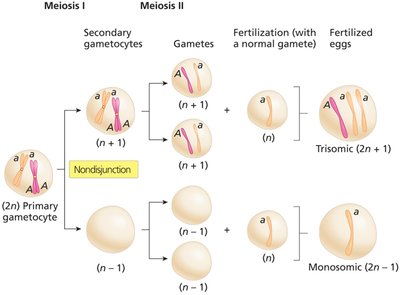 Nondisjunction in meiosis I