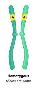 Homozygous genotype diagram
