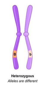 Heterozygous genotype diagram
