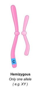 Hemizygous genotype diagram