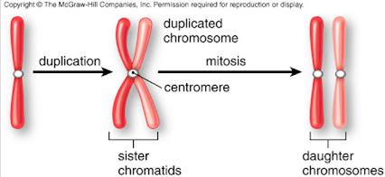 Diagram of chromosome duplication and mitosis