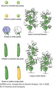 Portrait of Gregor Mendel