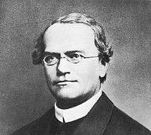 Diagram of Mendel's pea plant crosses