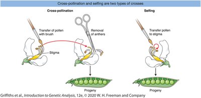 Illustration of Mendel's studied traits in peas