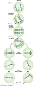 Diagram of meiosis and chromosome segregation