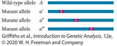 Diagram showing multiple mutant alleles