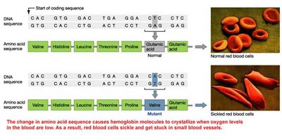 Diagram showing mutation effects on protein and phenotype (sickle cell anemia)