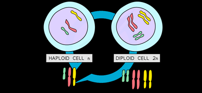 Diagram comparing haploid and diploid cells