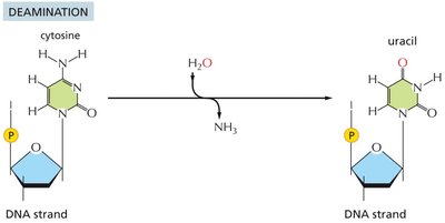 Deamination reaction mechanism