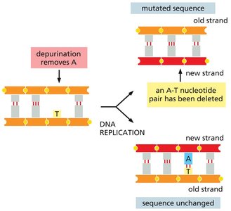 Depurination leading to nucleotide loss during replication