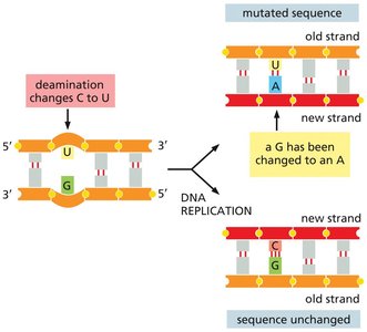 Deamination leading to base substitution during replication