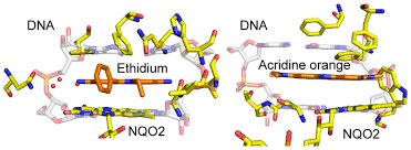 Structures of intercalating agents and their interaction with DNA