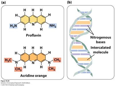 Molecular view of intercalating agents in DNA