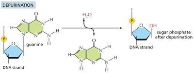 Depurination reaction mechanism