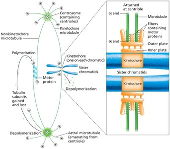 Microtubule types in mitosis