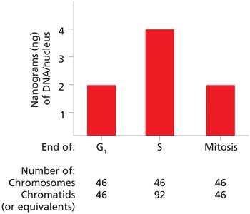 DNA content profile through mitotic cell cycle