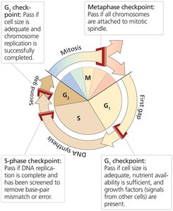 Cell cycle checkpoints