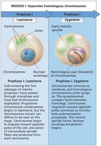 Stages of meiosis