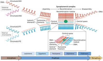 Synaptonemal complex structure