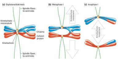 Homolog separation in meiosis I