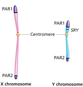 Pseudoautosomal regions on X and Y chromosomes