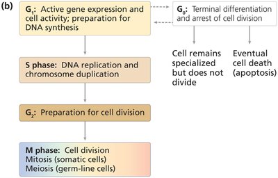 Cell cycle substages and outcomes