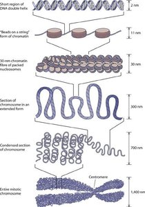 Chromatin condensation hierarchy