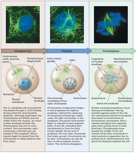 Stages of mitosis: Interphase, Prophase, Prometaphase