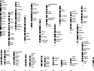 Diagram of human chromosomes with gene loci