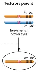 Test cross parent and gamete formation