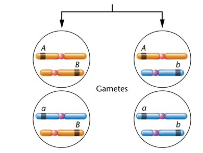 Diagram showing independent assortment of two genes on different chromosomes