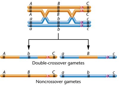 Double crossover event