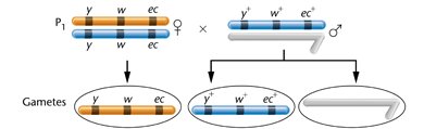Three-point cross in Drosophila